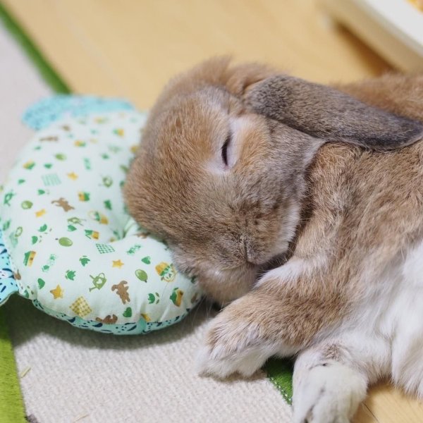 Спящий зайчик