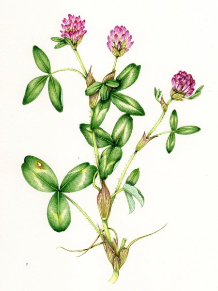 Клевер ползучий ботаника