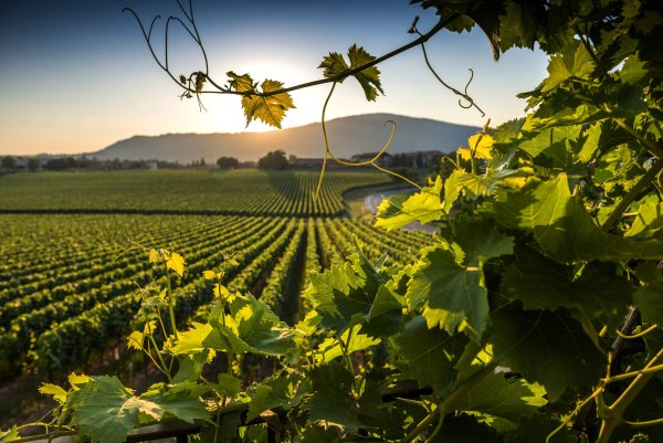 Кахетия виноградники