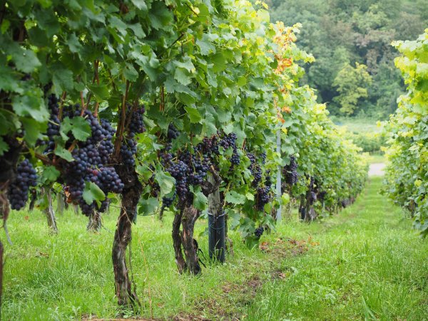 Сады Молдовы vinograda