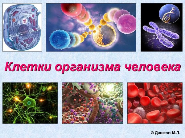 Клетка организма человека
