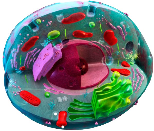 Клетка cellula