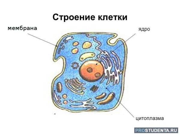 Строение клетки