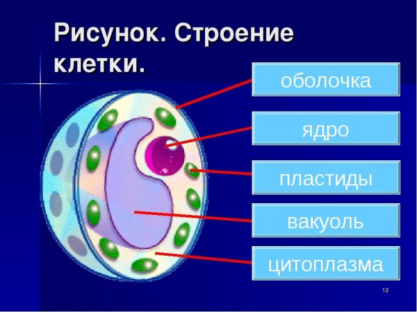 Структура клетки анатомия