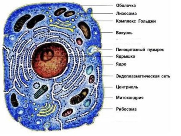 Человеческая клетка строение анатомия