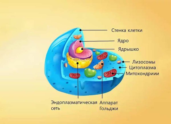 Микропрепарат растительной клетки под микроскопом