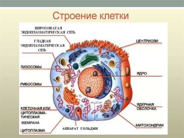 Рисунок животной клетки с обозначениями