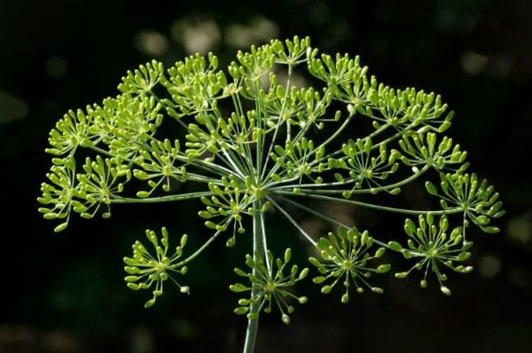 Укроп огородный Anethum graveolens