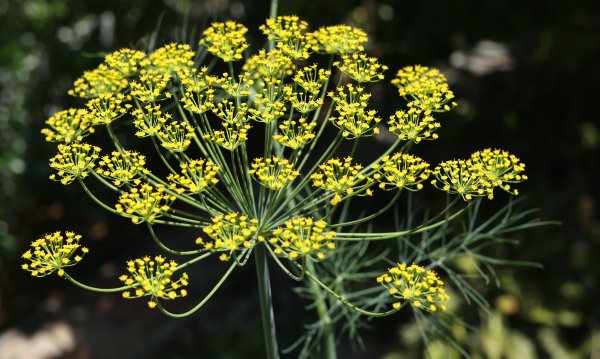 Anethum graveolens