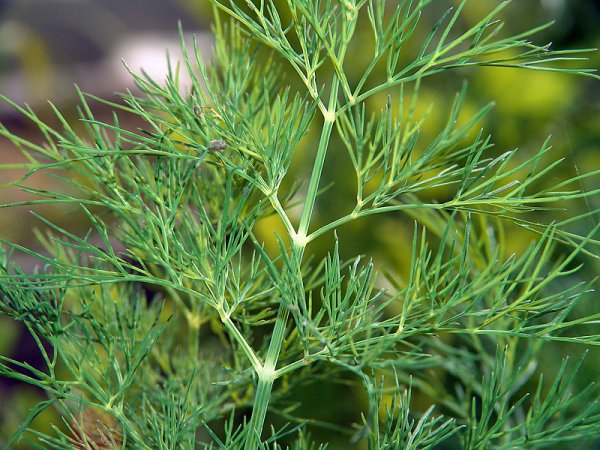 Укроп огородный (Anethum graveolens l.)