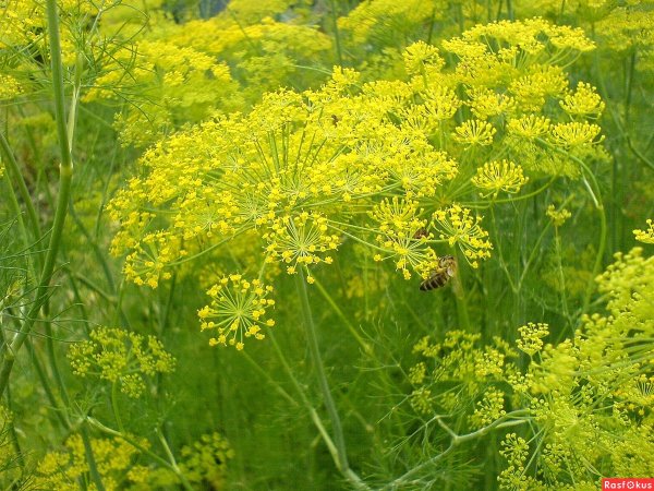 Укроп пахучий - Anethum graveolens