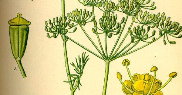 Anethum graveolens плоды