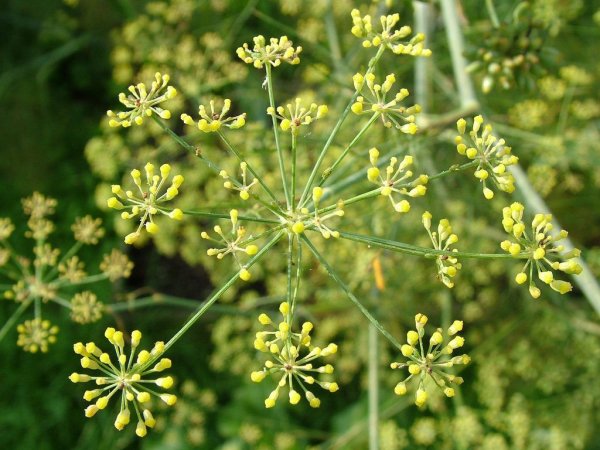 Anethum graveolens