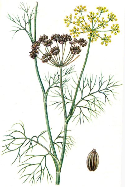 Укроп (Anethum)