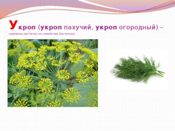 Укроп Макс