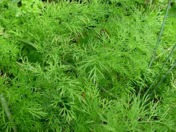 Dill Anethum graveolens