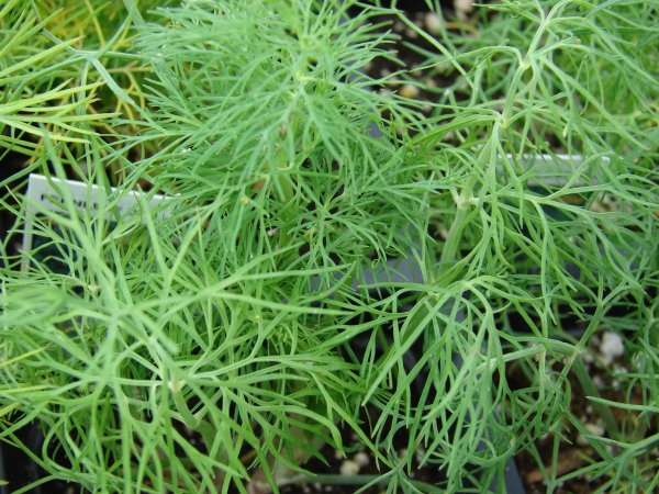 Зонтичные (Umbelliferae(Apiaceae))