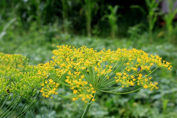 Anethum graveolens