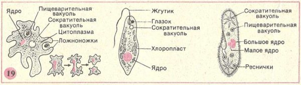 Вакуоль у животных