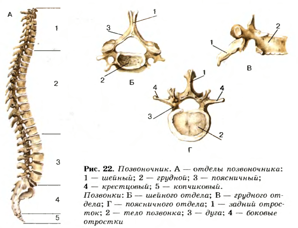 Позвоночник отдел скелета строение отдела