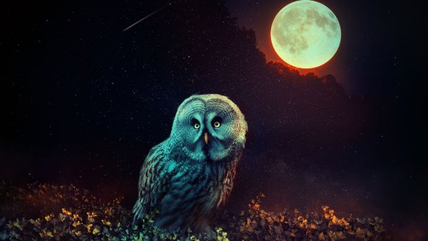 Ночная Сова.(Night Owl).1993