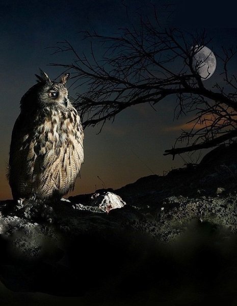 Ночная Сова.(Night Owl).1993