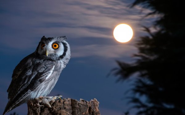 Найт Оул / ночная Сова (Night Owl)