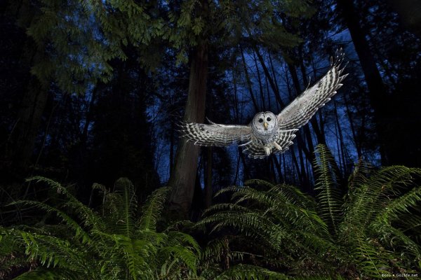 Ночная Сова.(Night Owl).1993