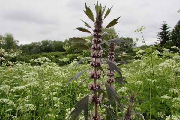Пустырник Leonurus cardiaca