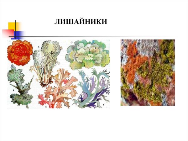 Лишайники 5 класс биология рисунок