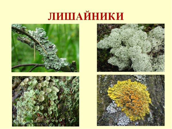 Лишайники 5 класс биология