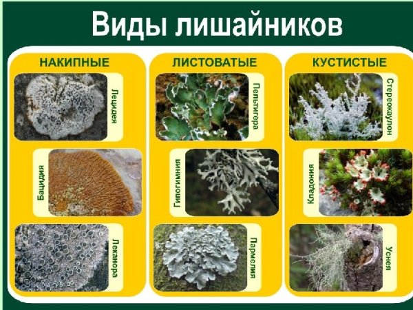 Что такое Олений мох в биологии
