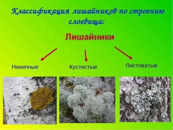 Лишайники биология