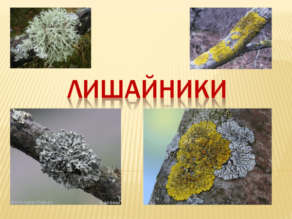 Строение лишайника пармелия