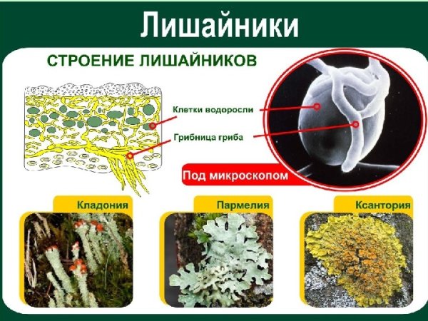 Виды лишайников рисунок
