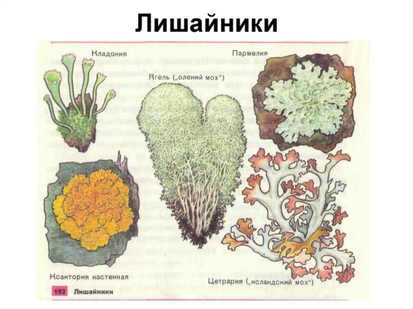 Лишайники Пасечник