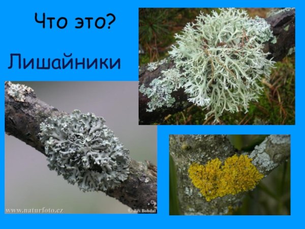 Лишайники накипные листовые кустистые