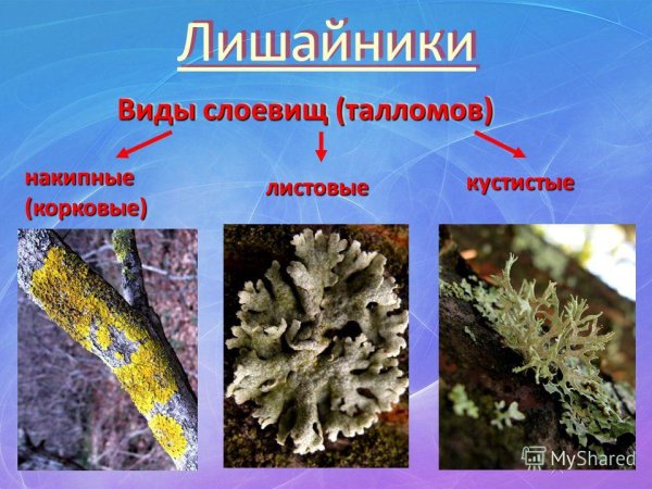 Лишайники ЕГЭ биология