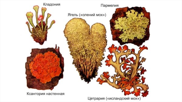 Тема лишайники 5 класс биология