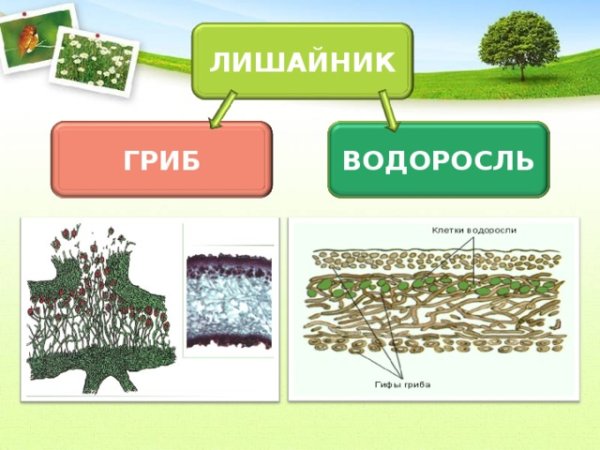 Строение лишайника 5