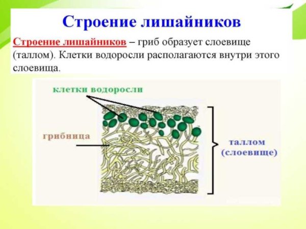 Строение лишайника 5 класс биология