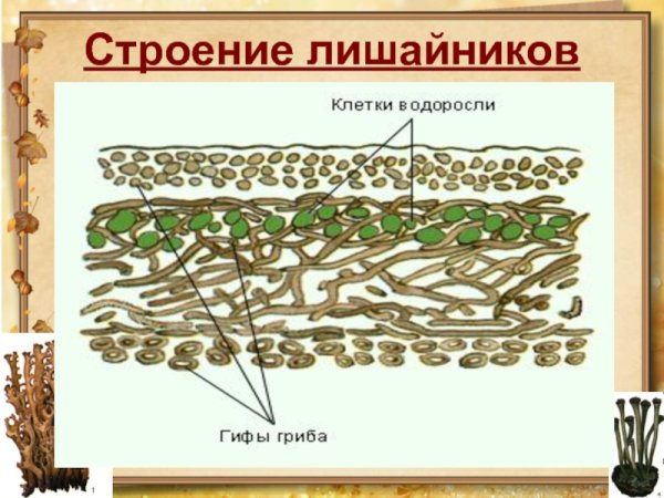 Лишайники 6 класс биология