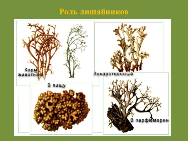 Накипной лишайник рисунок