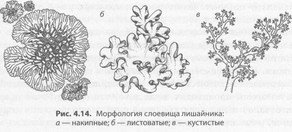 Строение лишайников 7 класс биология