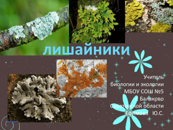 Лишайники биология
