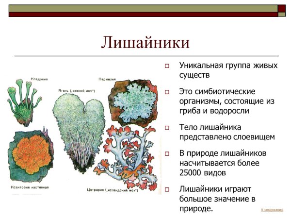 Лишайники 6 класс биология презентация