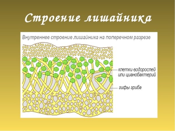 Слоевище лишайника состоит