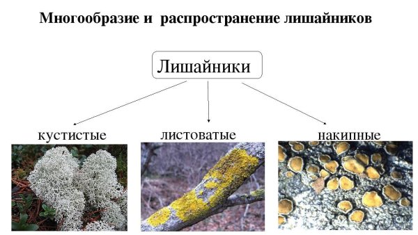 Лишайники накипные листовые кустистые