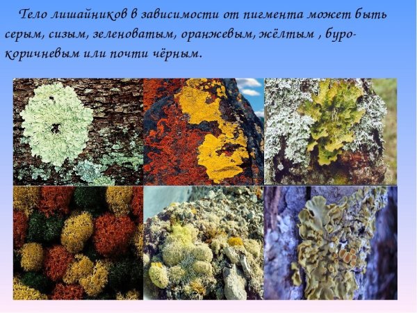 Лишайники накипные листоватые кустистые
