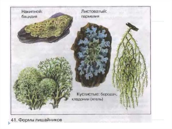 Листовые и кустистые лишайники